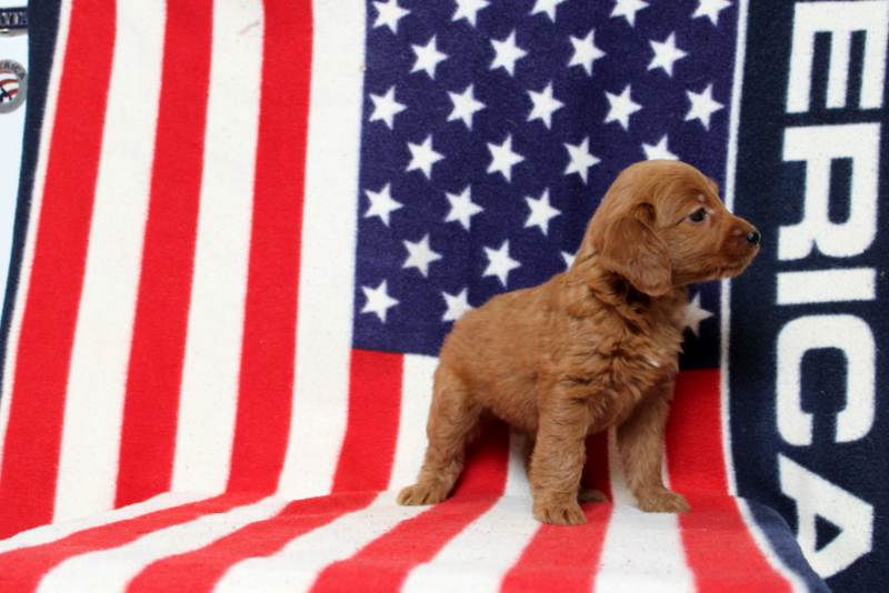puppy, for, sale, Mini Goldendoodle F1, Matthew B. Stoltzfus, dog, breeder, Gap, PA, dog-breeder, puppy-for-sale, forsale, nearby, find, puppyfind, locator, puppylocator, aca